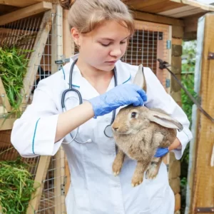 Rabbit Training Course