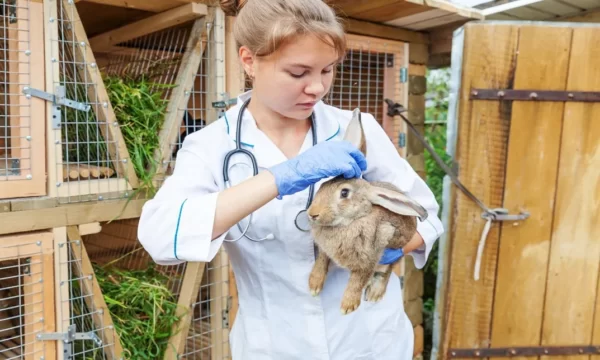 Rabbit Training Course