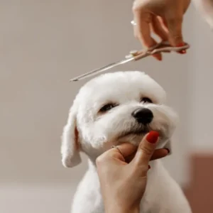 Dog Grooming Course