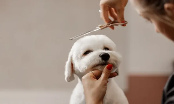 Dog Grooming Course