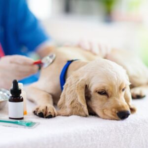 Dog Health Care