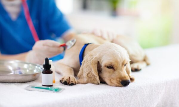 Dog Health Care