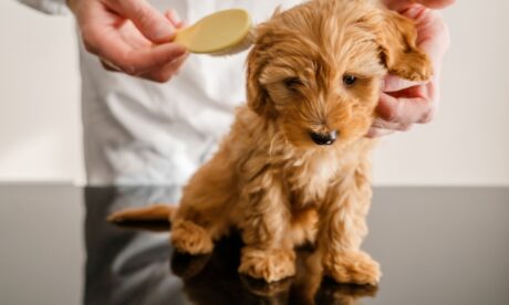 How Long Does Grooming a Dog Take