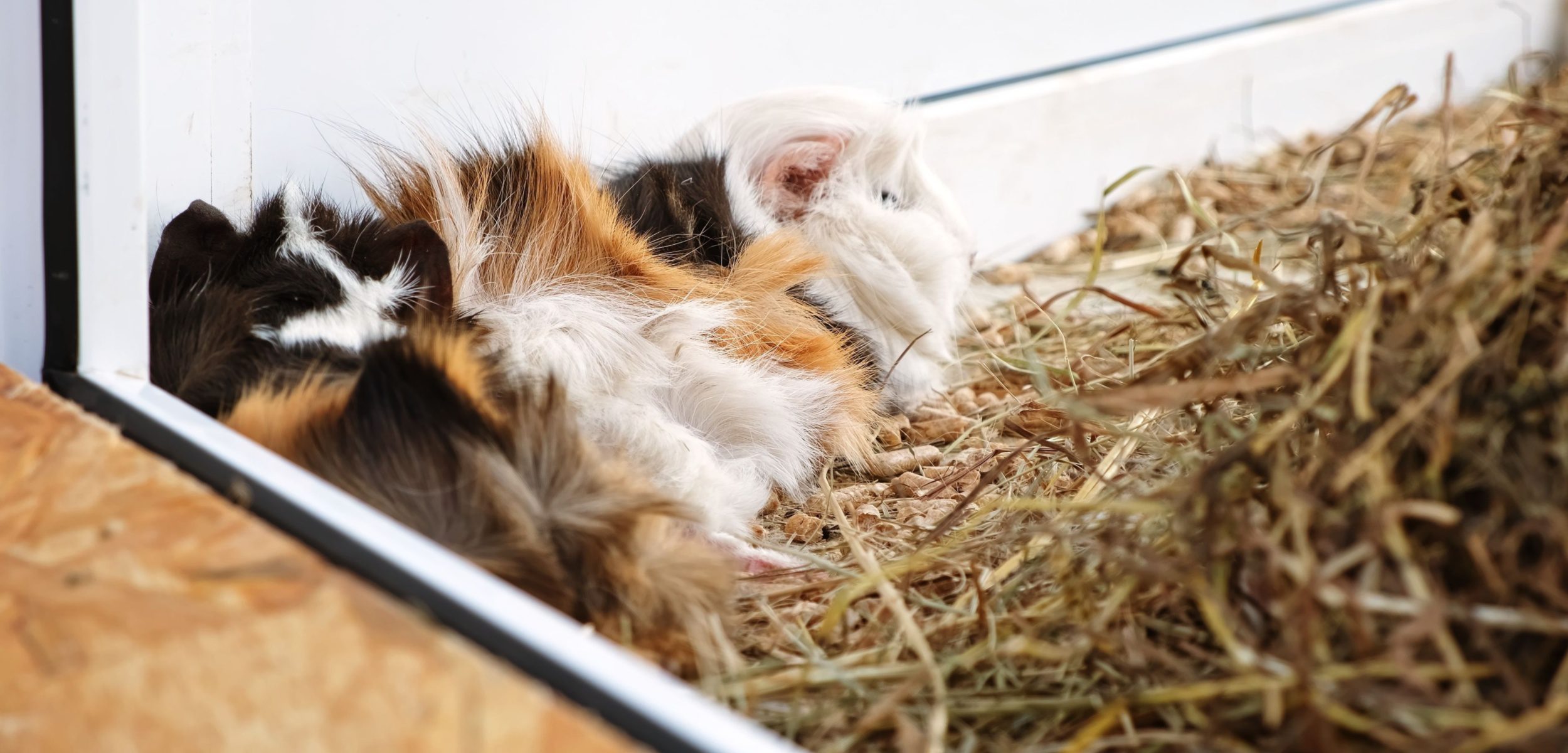 Guinea Pig is Sleeping Well