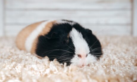 Guinea Pigs Sleep