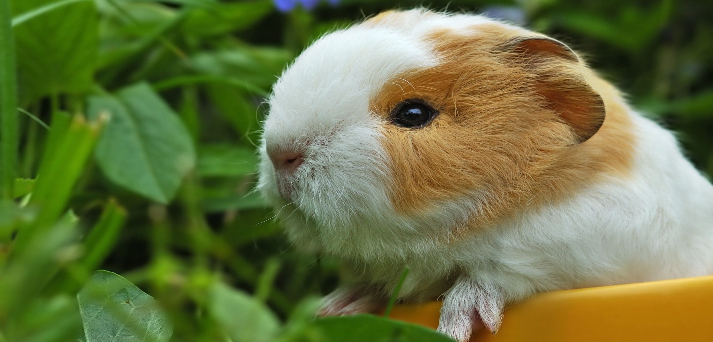 How Long Do Guinea Pigs Sleep