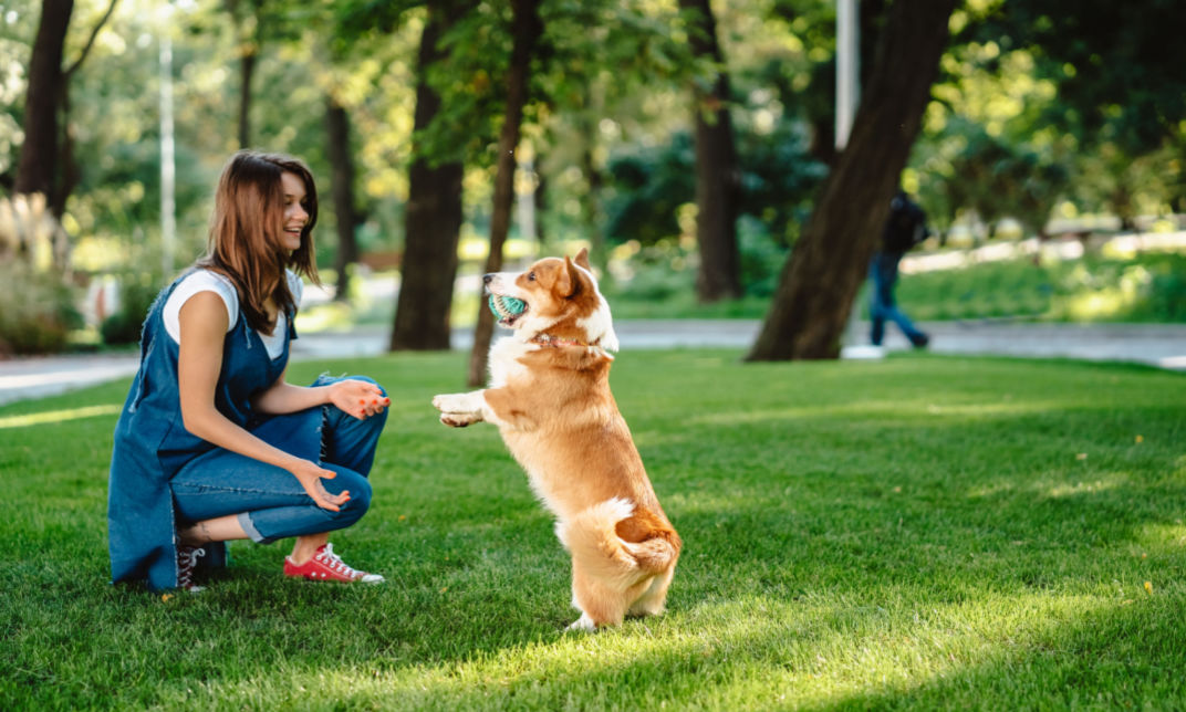 Dog Training