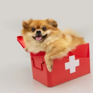 Dog First Aid course