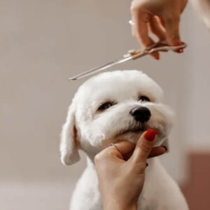Dog Grooming Course