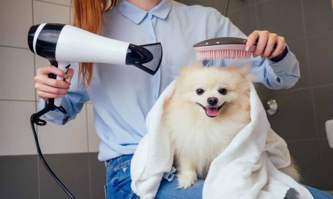 how much does dog grooming cost