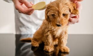 How Long Does Grooming a Dog Take