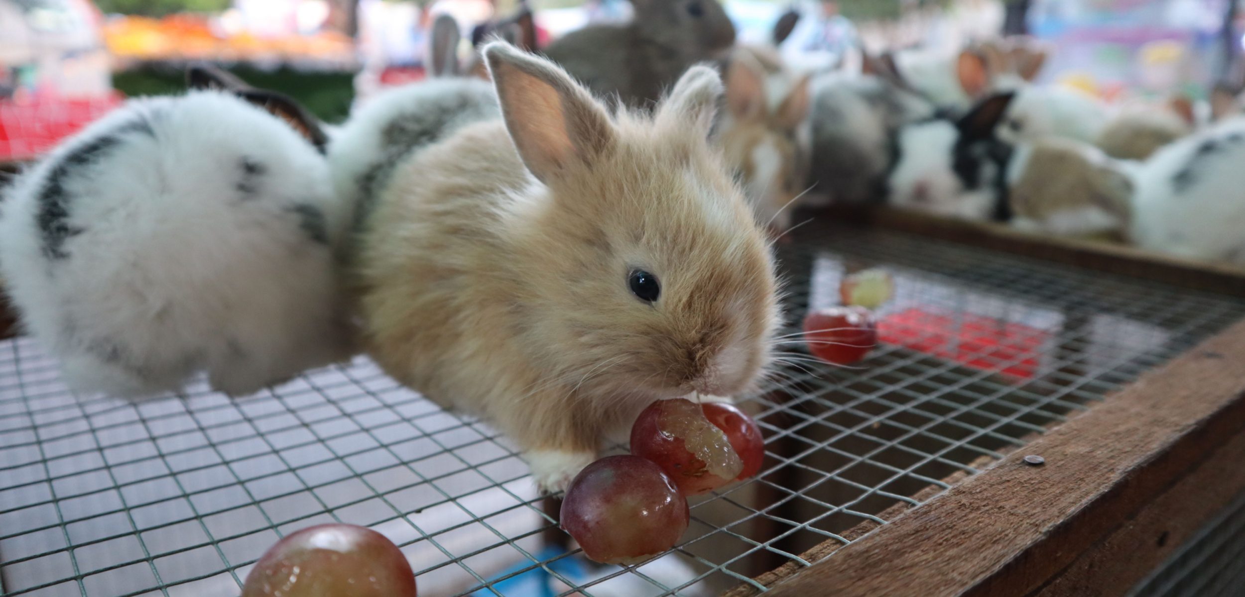 Benefits of Grapes for Rabbits