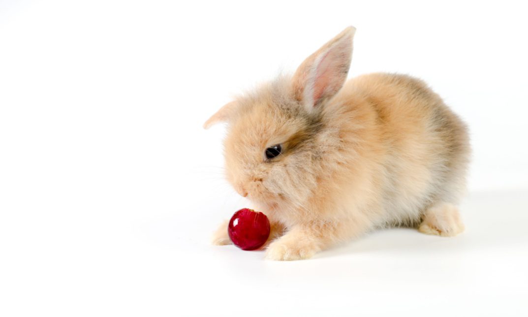 Can Rabbits Eat Grapes