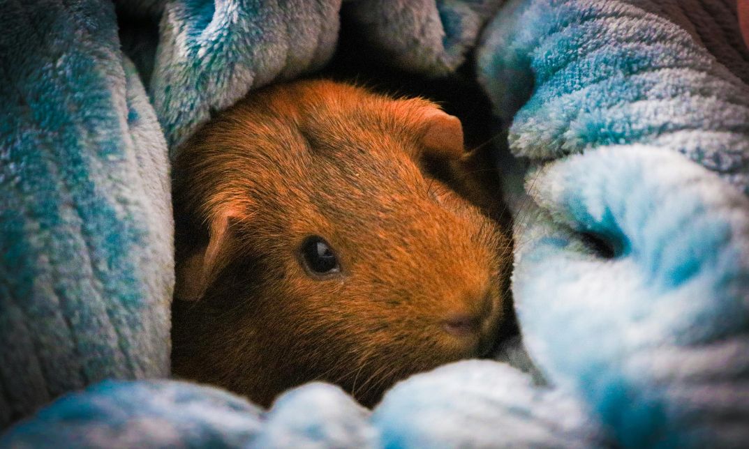 can guinea pigs blink